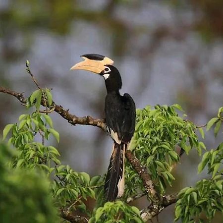 Sigiri Birds Hostel Sigiriya Exterior photo